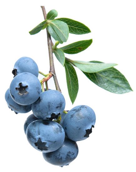 Picture of Driscoll/'s Blueberries 6 Oz