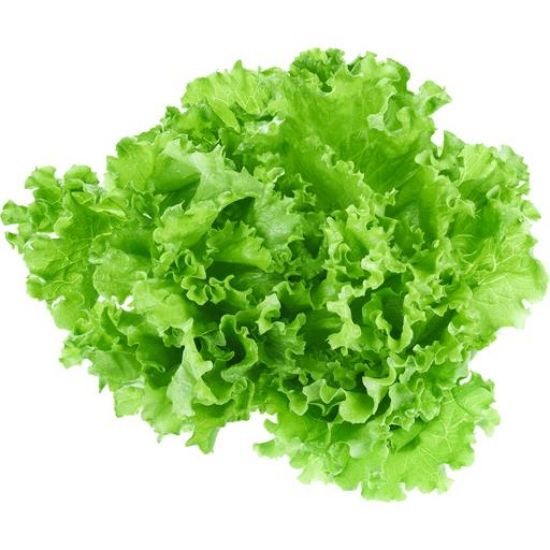Picture of Green Leaf Lettuce Premium 1 Pc