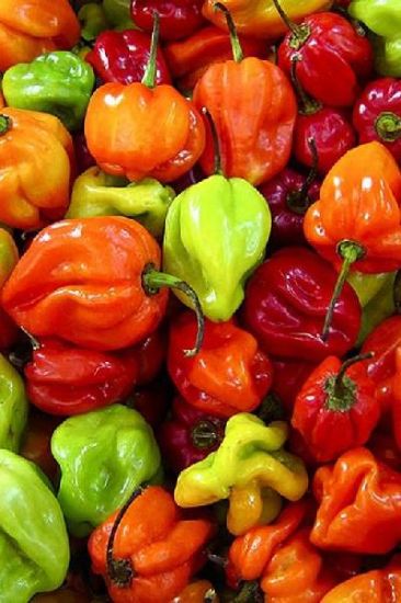 Picture of Local Hot Pepper 1 Lbs