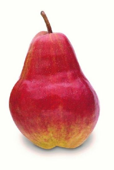 Picture of Red Pear 1 Pc