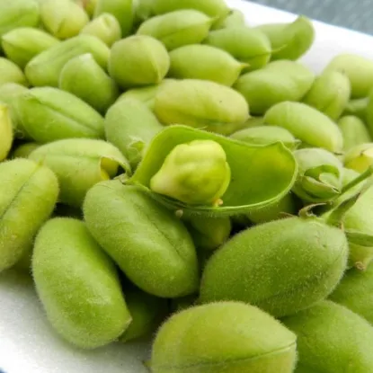 Picture of Green Chana 1 Lbs